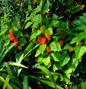 Chinese lanterns 13th September photo