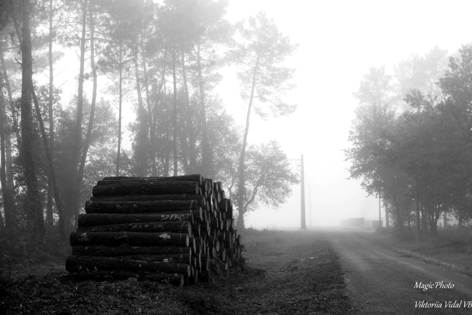 Brouillard matinale dans Les Landes
