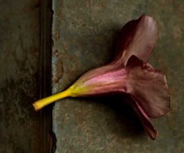 Allamanda Blanchetii photo