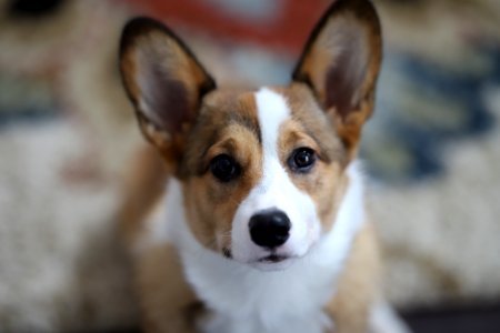 Treat + Training Time