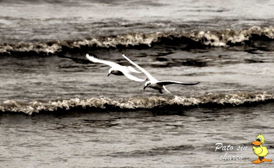 El amerizar de las gaviotas