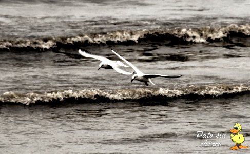 El amerizar de las gaviotas