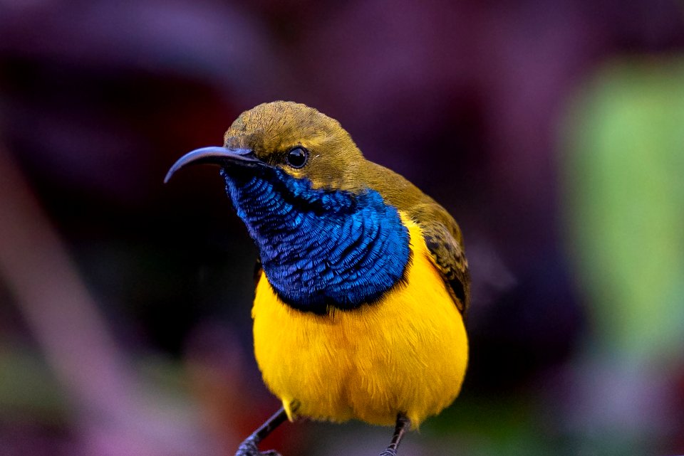 Olive-backed Sunbird