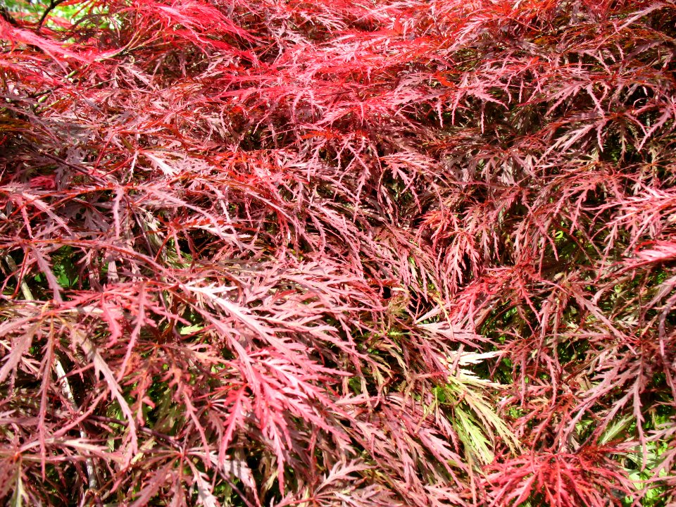 Maple Tree