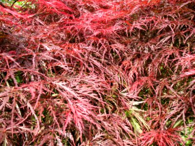 Maple Tree