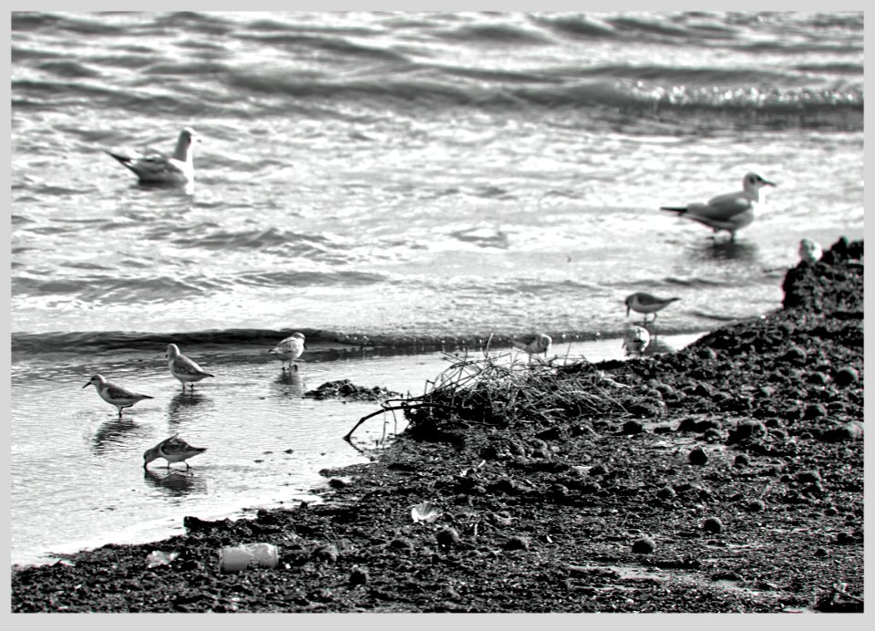 La familia gaviota en un dia de playa