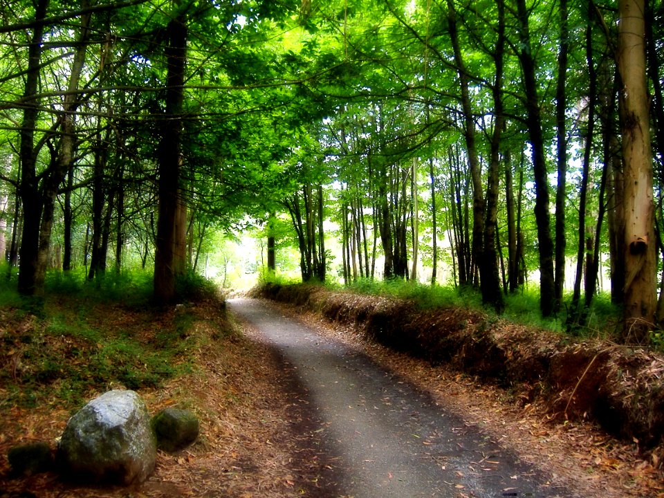 O máxico Camiño Xacobeo