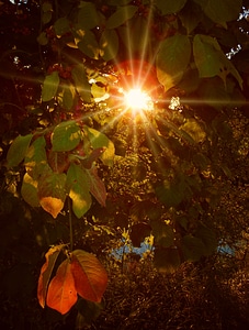 Golden golden autumn fall foliage photo