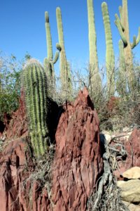 Saguaro cactus. NPS photo.