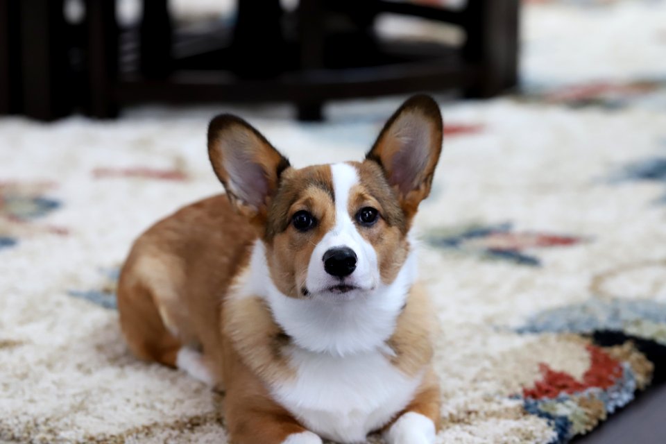Treat + Training Time