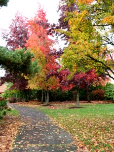 Fall Leaves and Trees photo