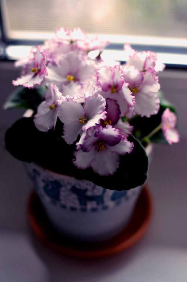 Viola
