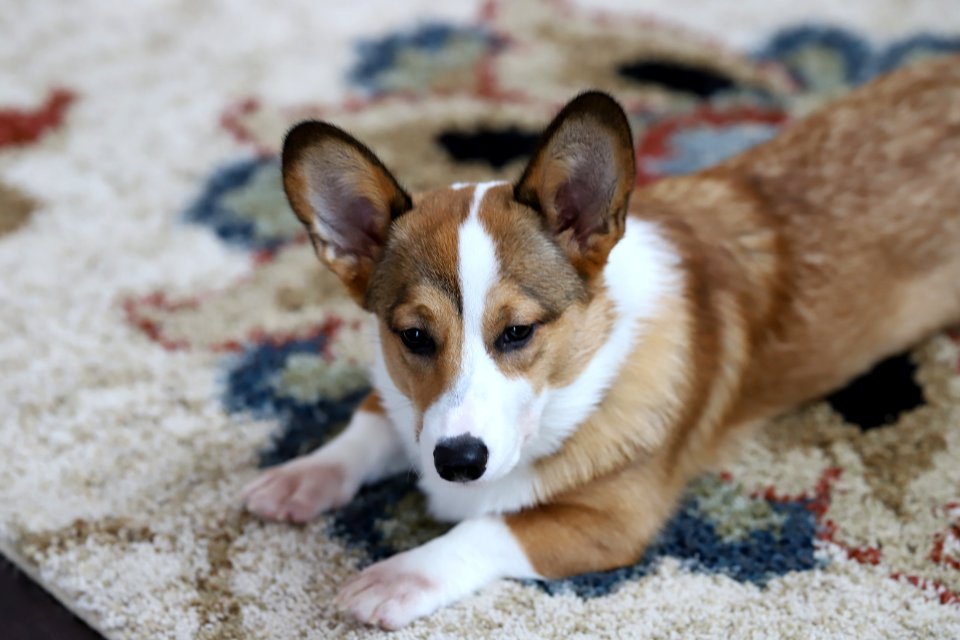 Treat + Training Time