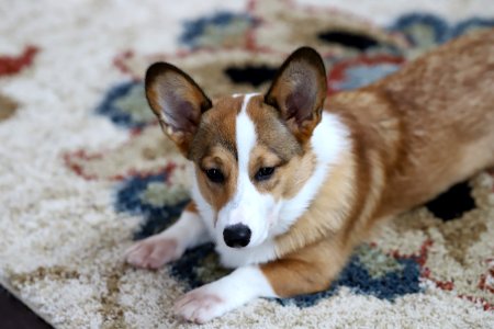 Treat + Training Time