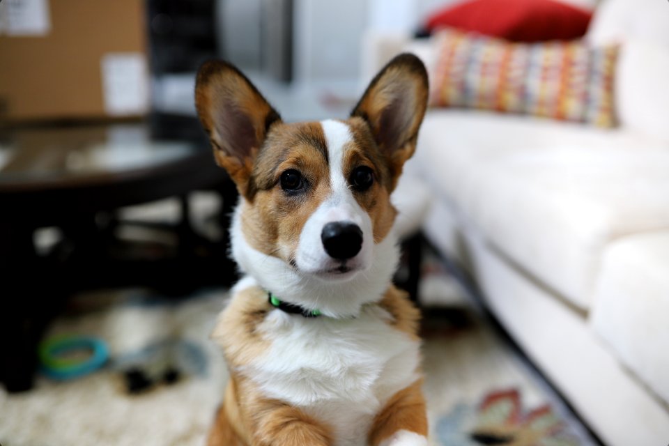 Treat + Training Time