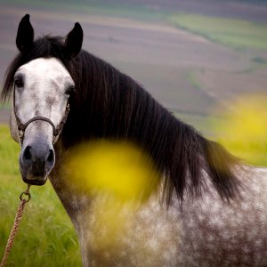 Yeguada Algaida . Caballos de ensueño hechos realidad .