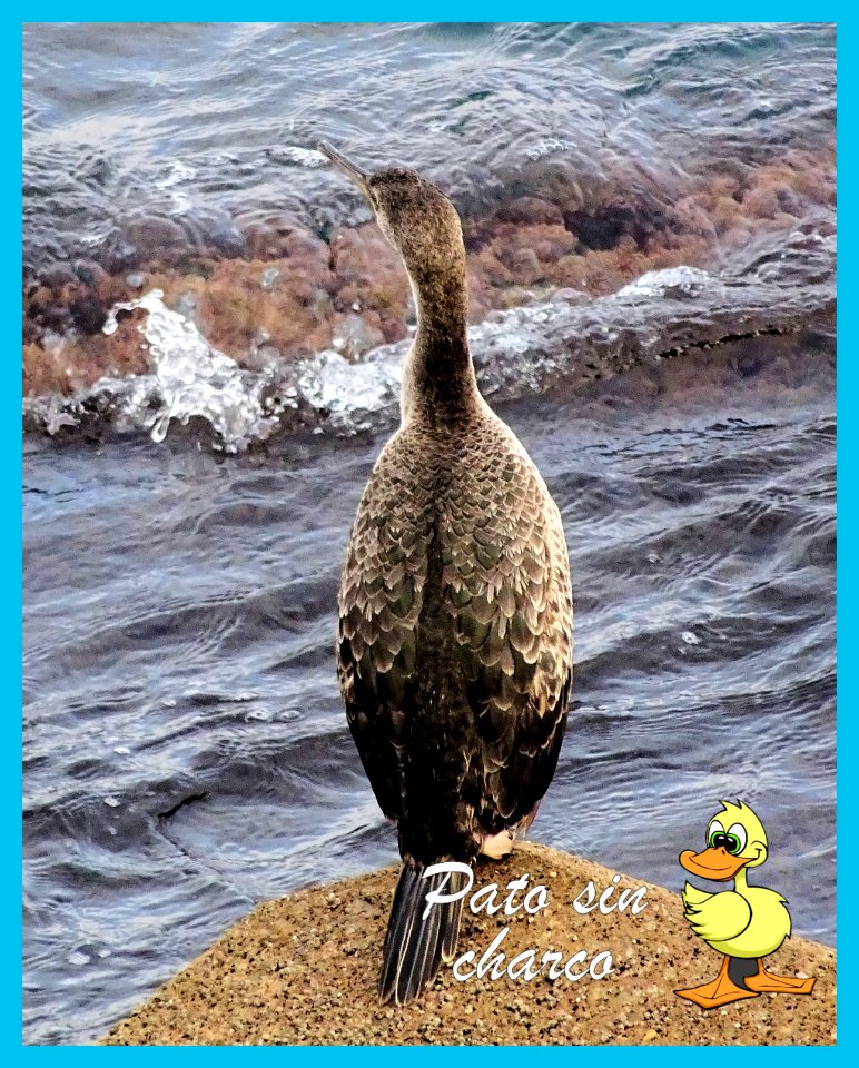 Cormoran al acecho