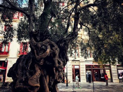 Olivo milenario - Plaza de Cort