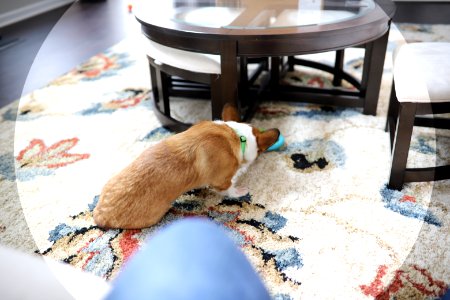 Treat + Training Time