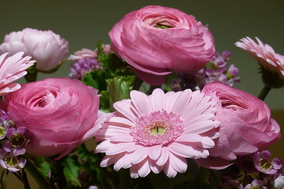 Plant decorative flowers