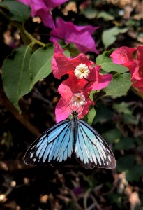 Common Mormon butterfly on Bougainvillea flower photo