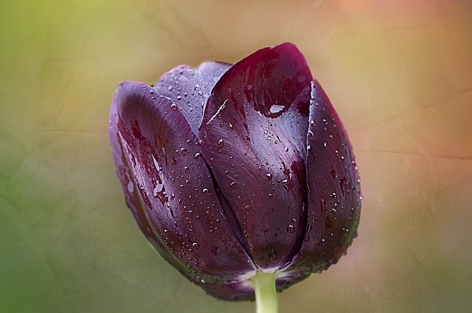 Bloom schnittblume spring flower