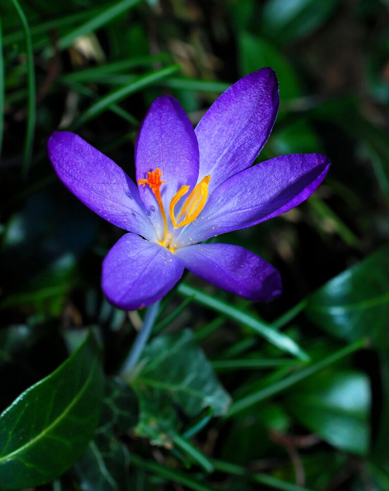 Bloom close up plant