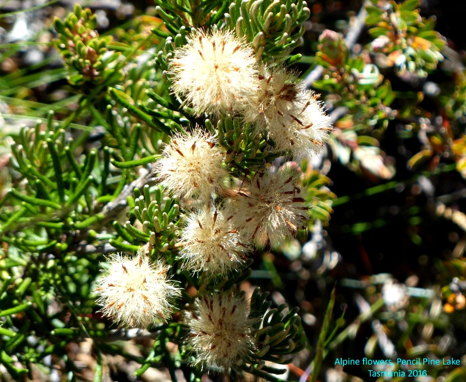 20160109-02z Alpine flowers, Pencil Pine Lake