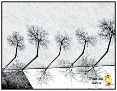Esperando la sombra de la primavera