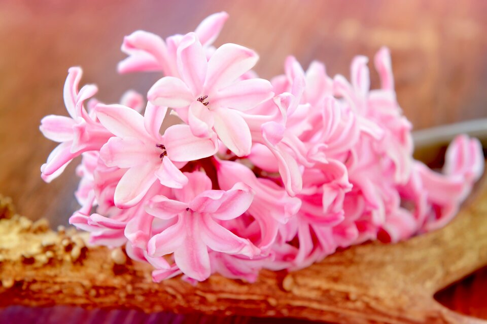 Bloom pink fragrant flower