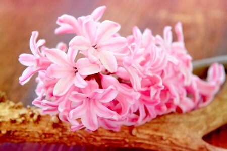 Bloom pink fragrant flower photo