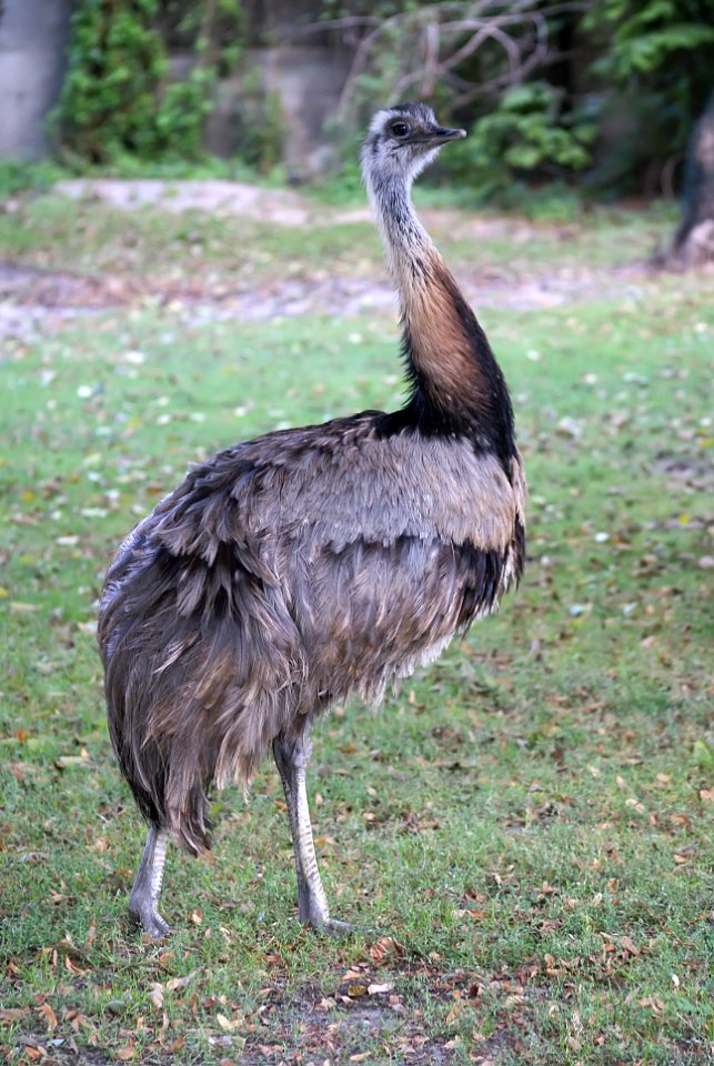 Ostrich