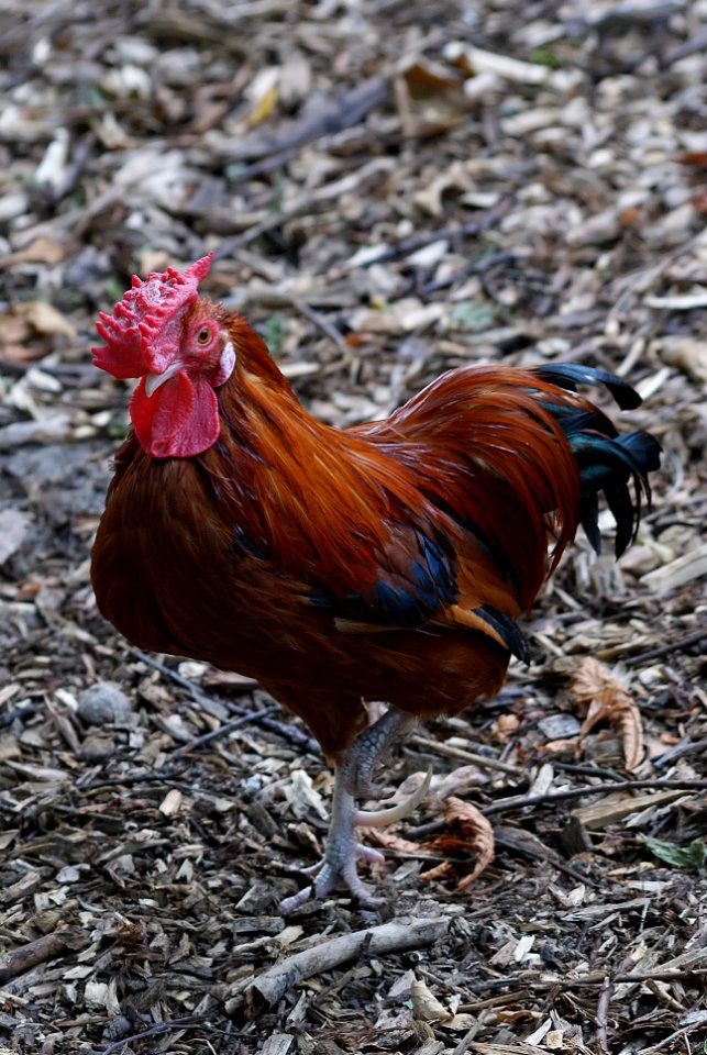 Rooster