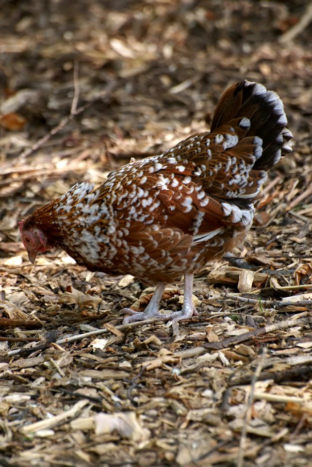 Chicken