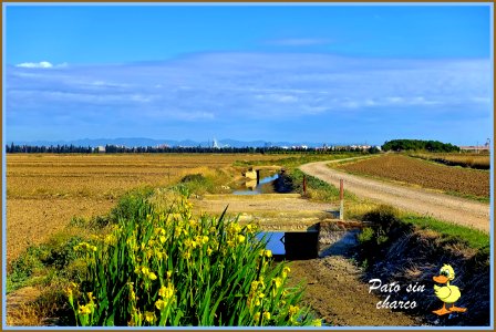 De los lirios del campo