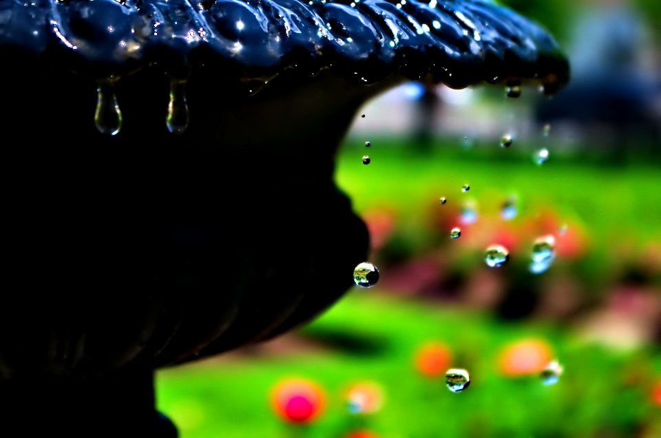 Watering the Roses