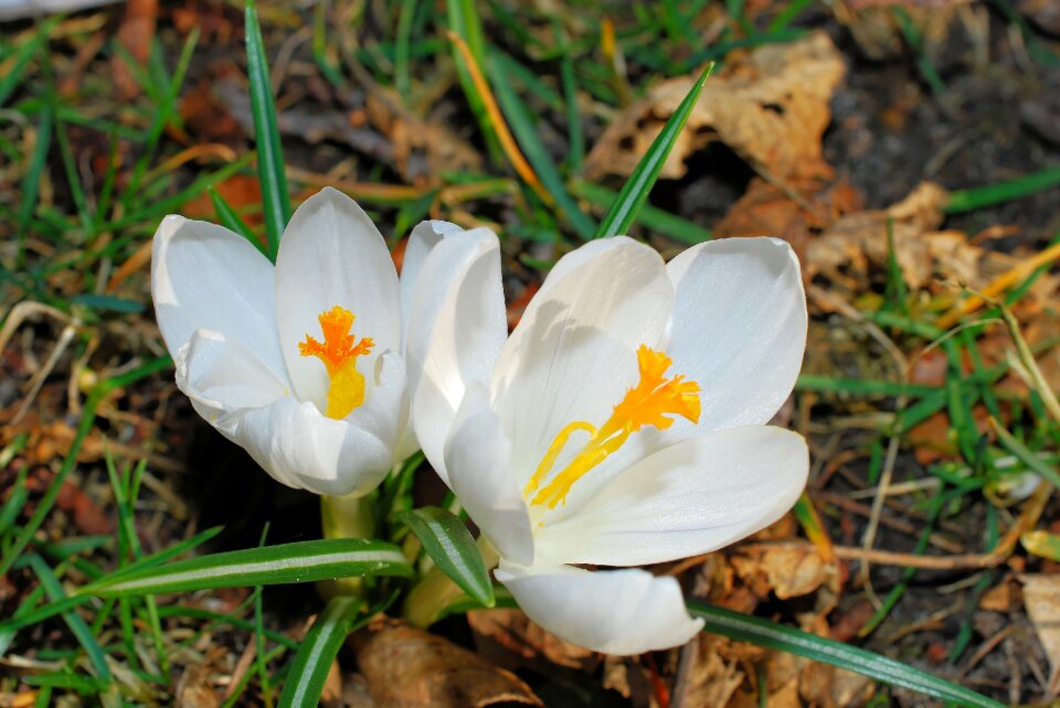 Spring flowers sunshine colorful