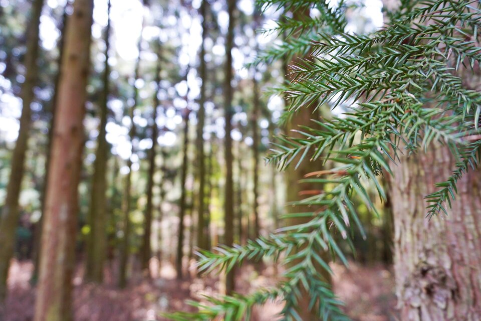 Green forest tree photo