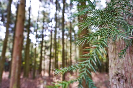 Green forest tree