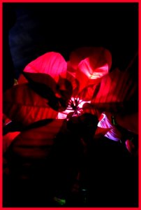 Flor para hacer la Pascua