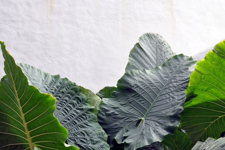 Green foliage plant