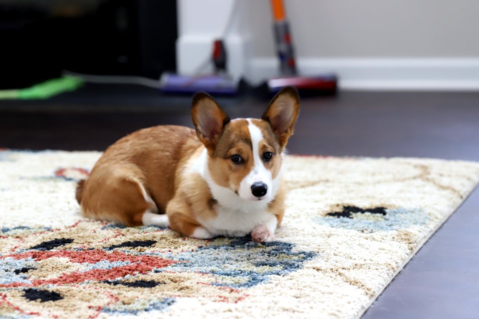 Treat + Training Time
