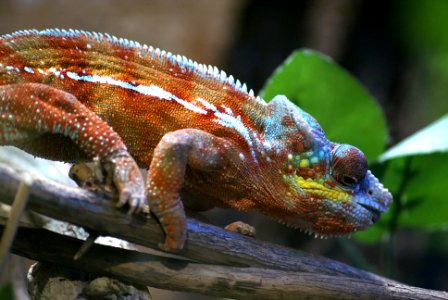 cameleon