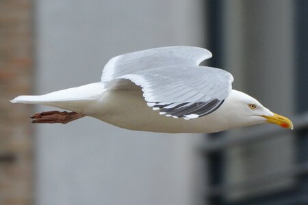 Bird fly wings