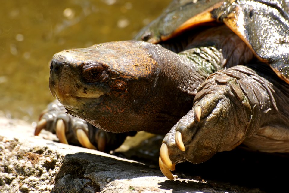 Turtle