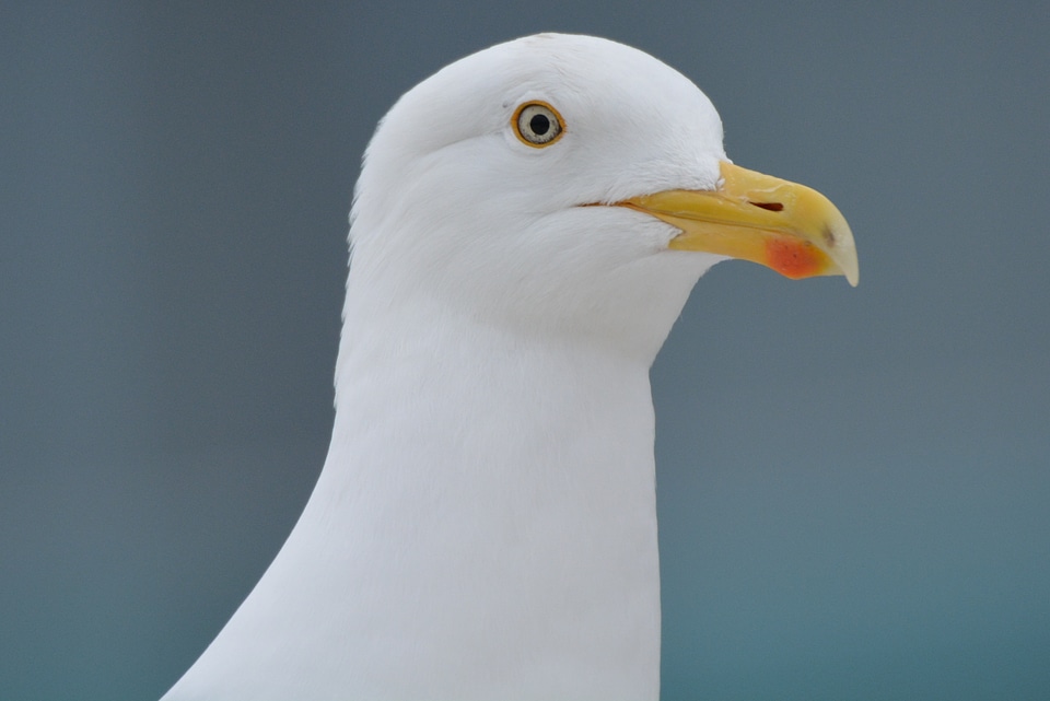 Seagull animal bird