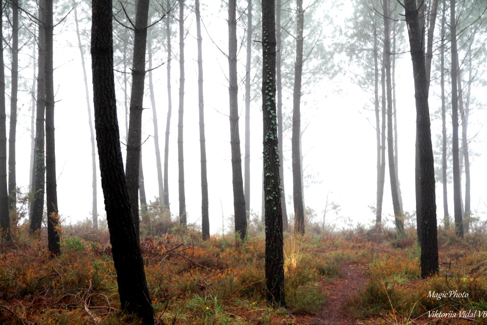 le brouillard dans la Lande