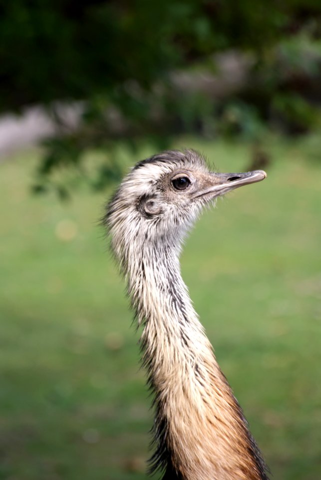 Ostrich