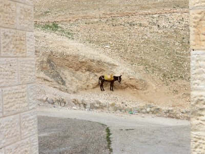 1140 Wadi al-Qilt (7) photo