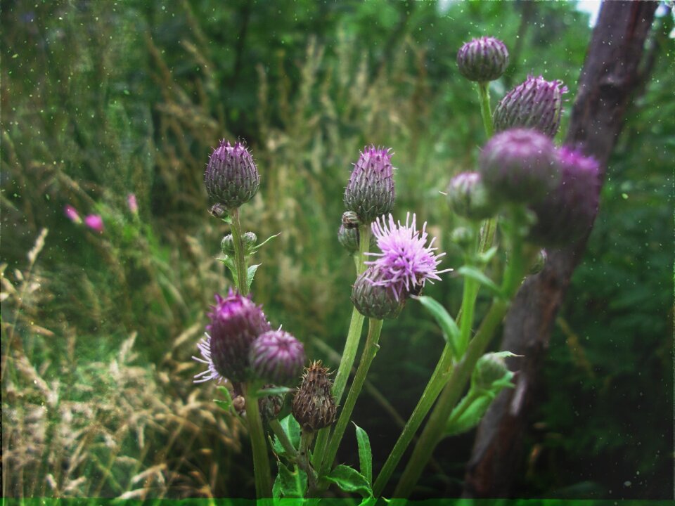Purple garden meadow